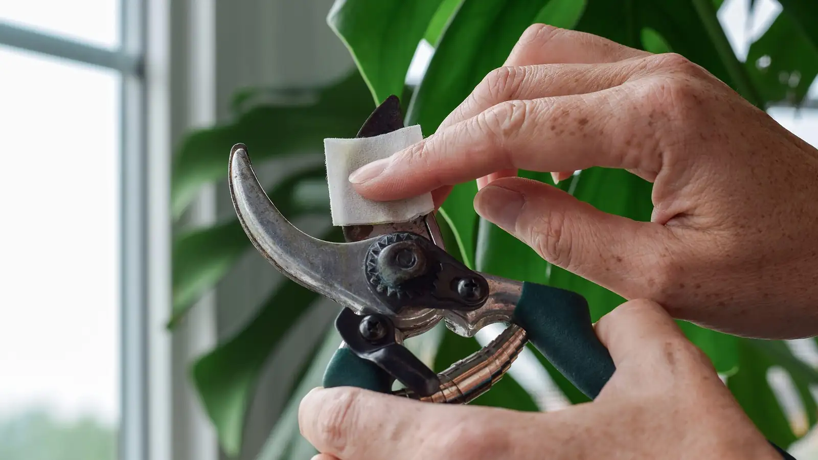pruning shears alcohol wipe