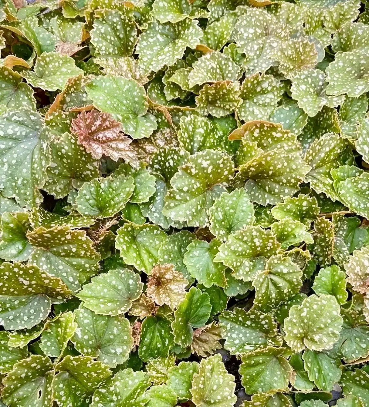 rieger begonia stem cutting hands