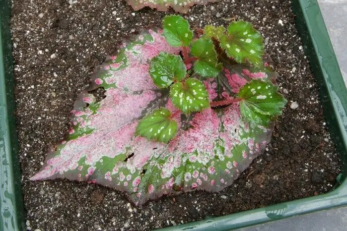 rieger begonia leaf cutting close-up