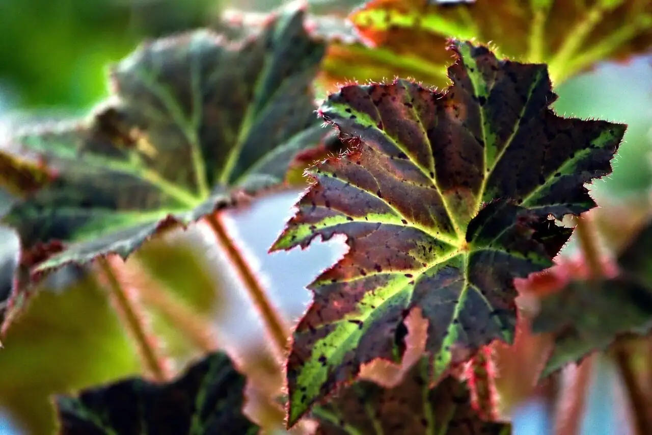 Rieger begonia wilting leaves