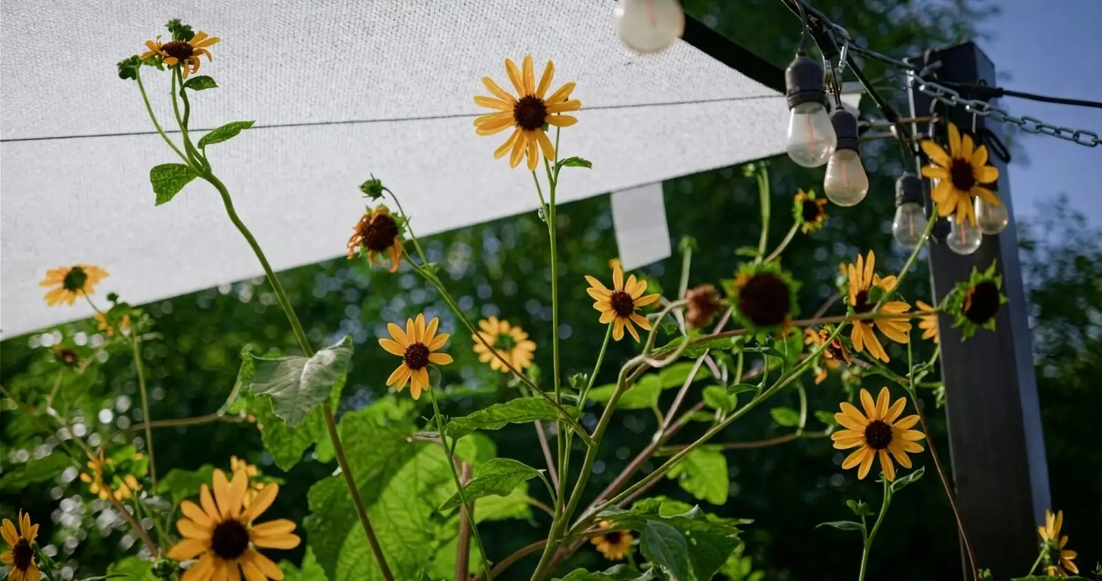 Rieger begonia shade cloth indoor fan