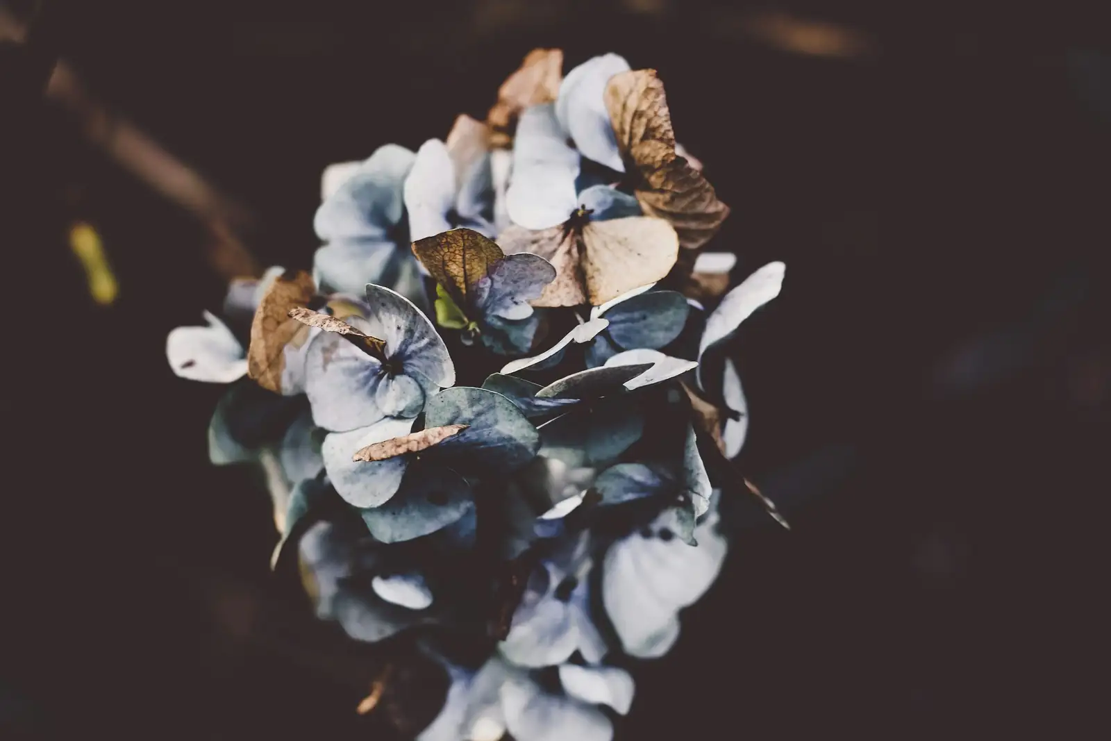 Rieger begonia gray mold petals