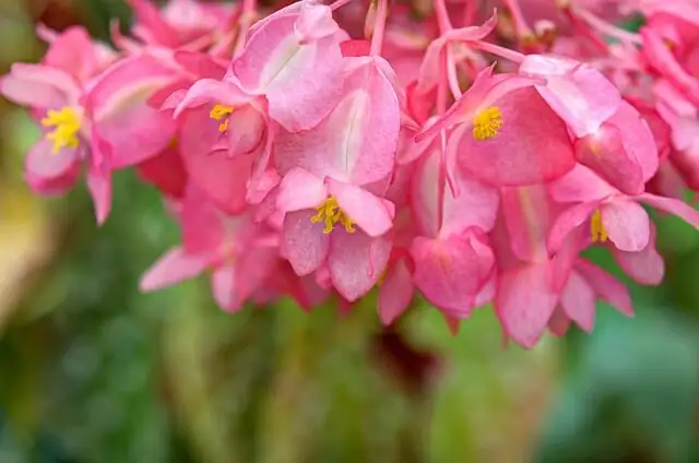 Rieger Begonia pruning hands