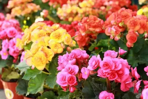 rieger begonia compact plant nursery
