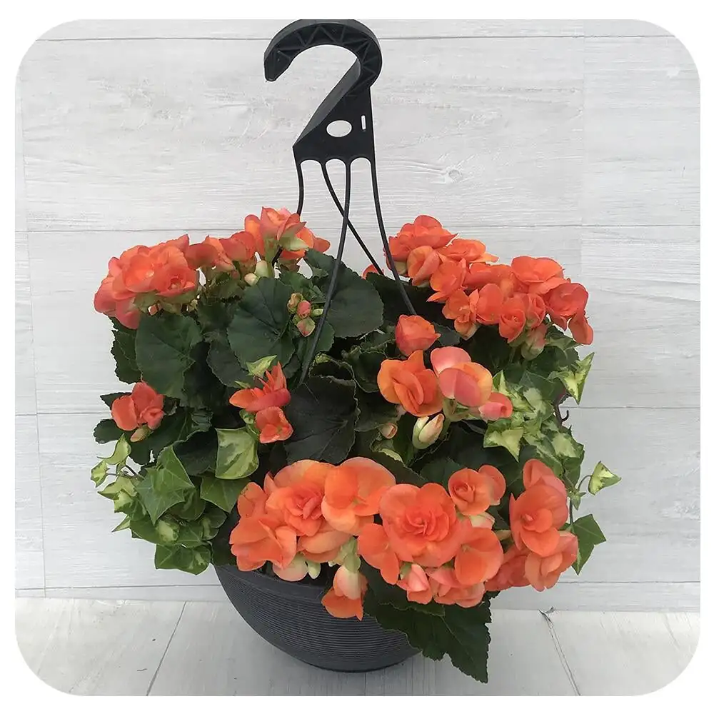 rieger begonia hanging basket cat