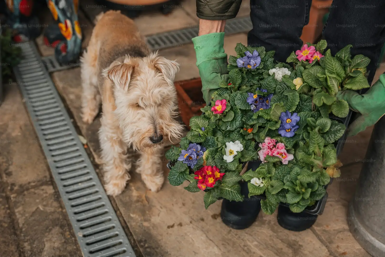 rieger begonia tall plant stand dog