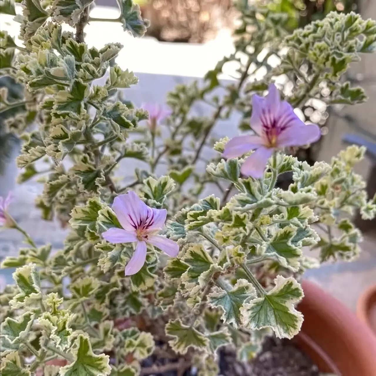 rose geranium watering soil
