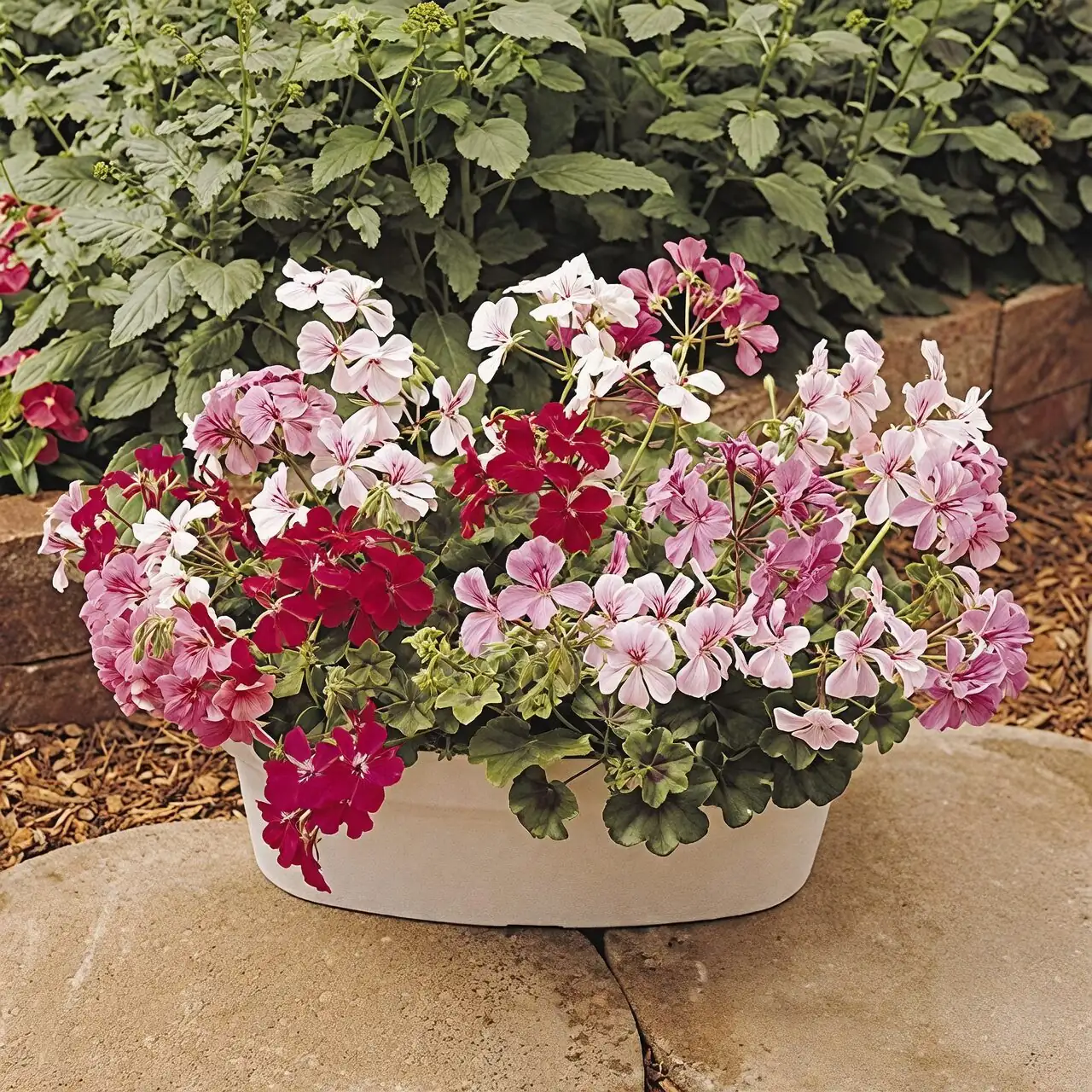rose geranium potting mix drainage