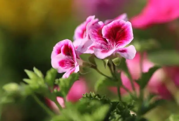 rose geranium stem cuttings close up