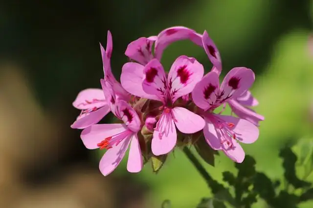 scented geranium moisture test stick