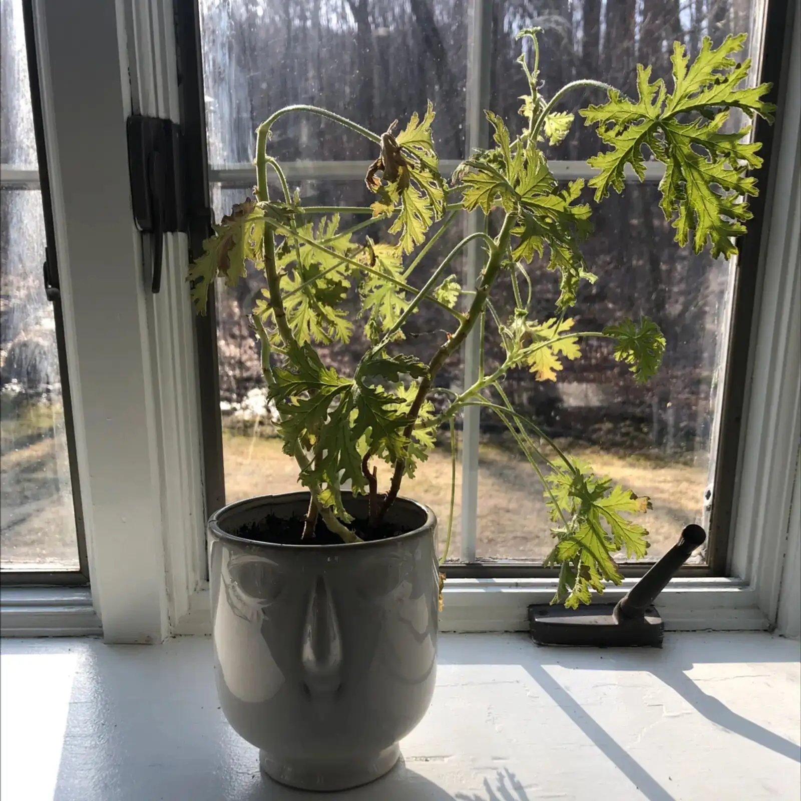 scented geranium indoor fan airflow