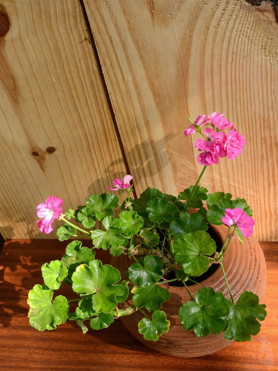 scented geranium terracotta pot soil mix