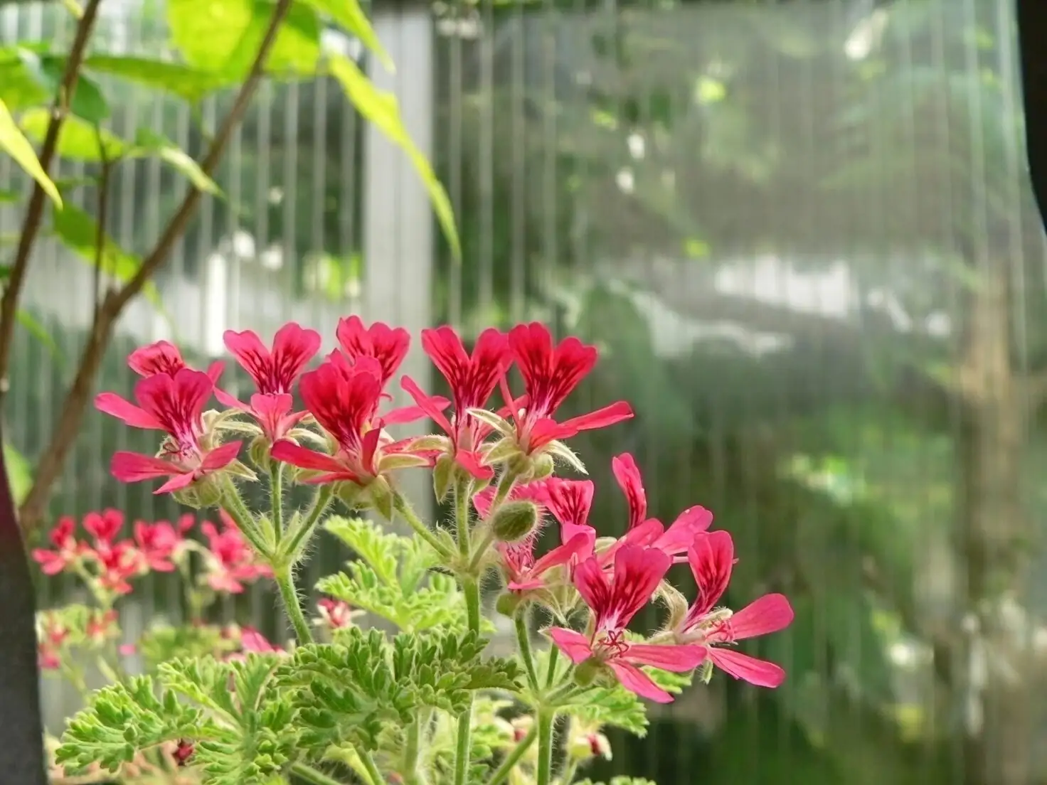 rose geranium soil moisture test