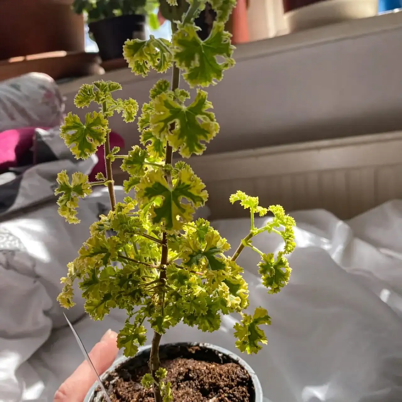 rose geranium root inspection repotting