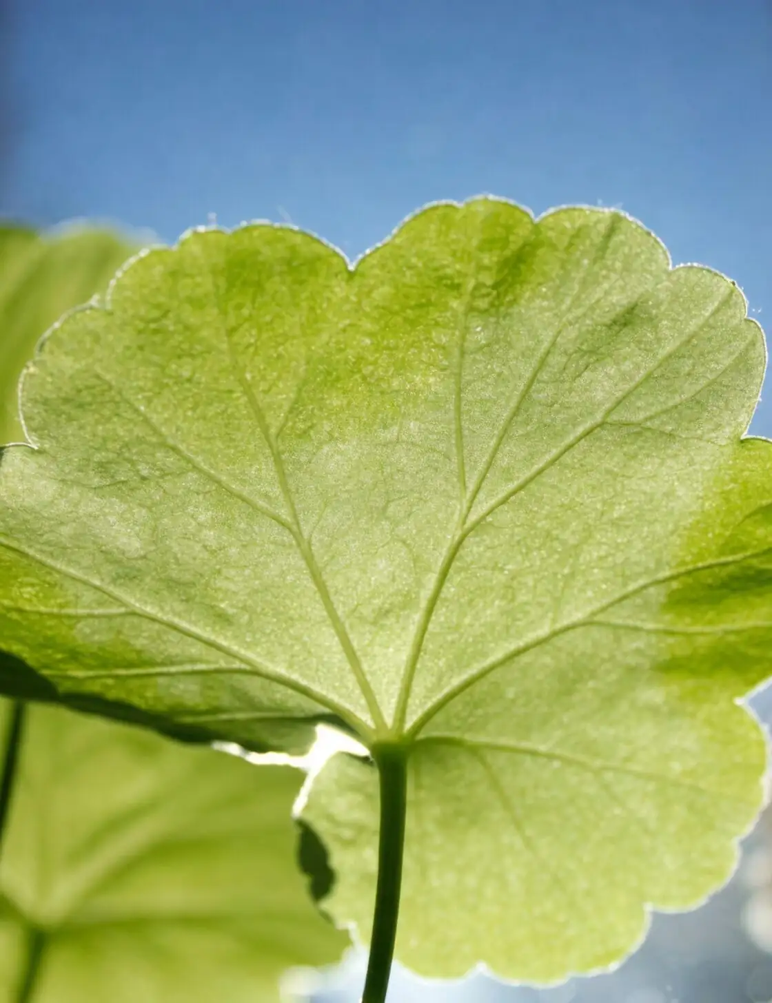 rose geranium leaf rub hand