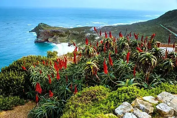 rose geranium Cape of Good Hope