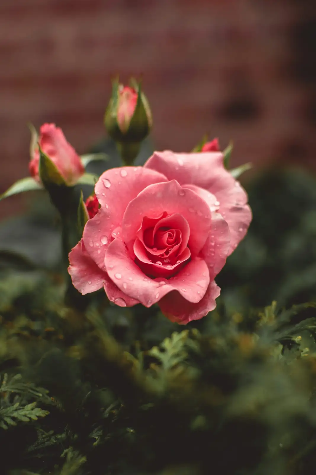 rose geranium with roses perfume lab