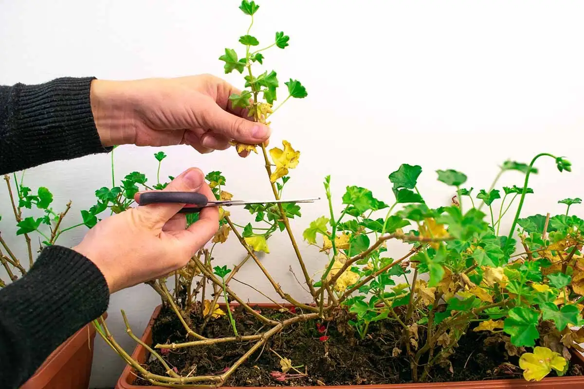 rose geranium pruning hands close-up