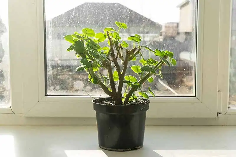 一株多香调！为什么有的像玫瑰，有的更像柠檬与薄荷？