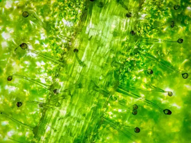 rose geranium leaf trichomes macro