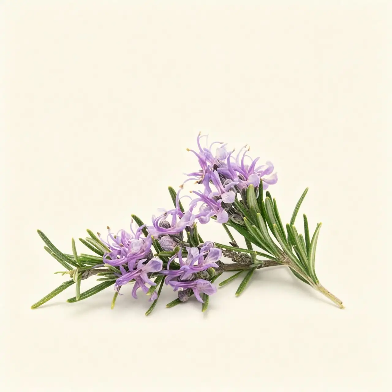 rose geranium essential oil flat lay