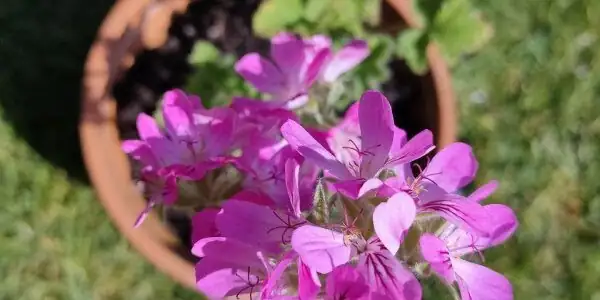 rose geranium on sunny windowsill