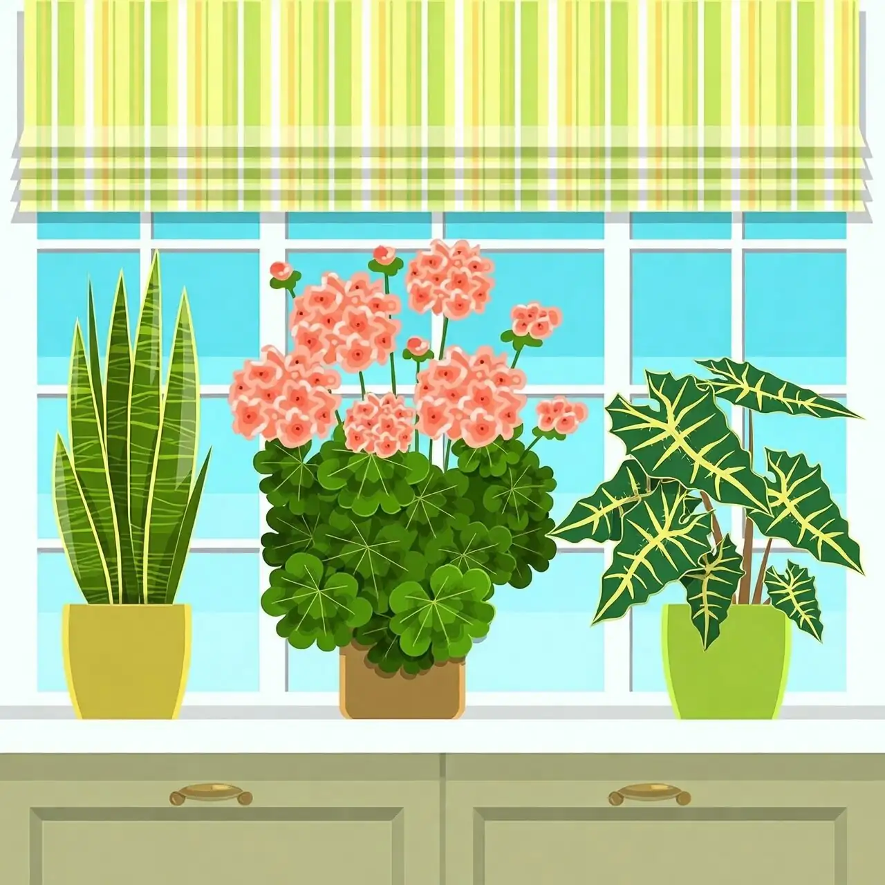 rose geranium windowsill potted plant