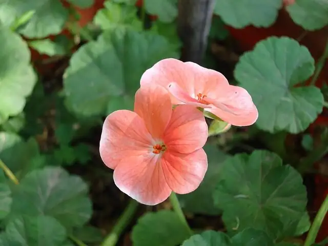 rose geranium Victorian tussie mussie bouquet