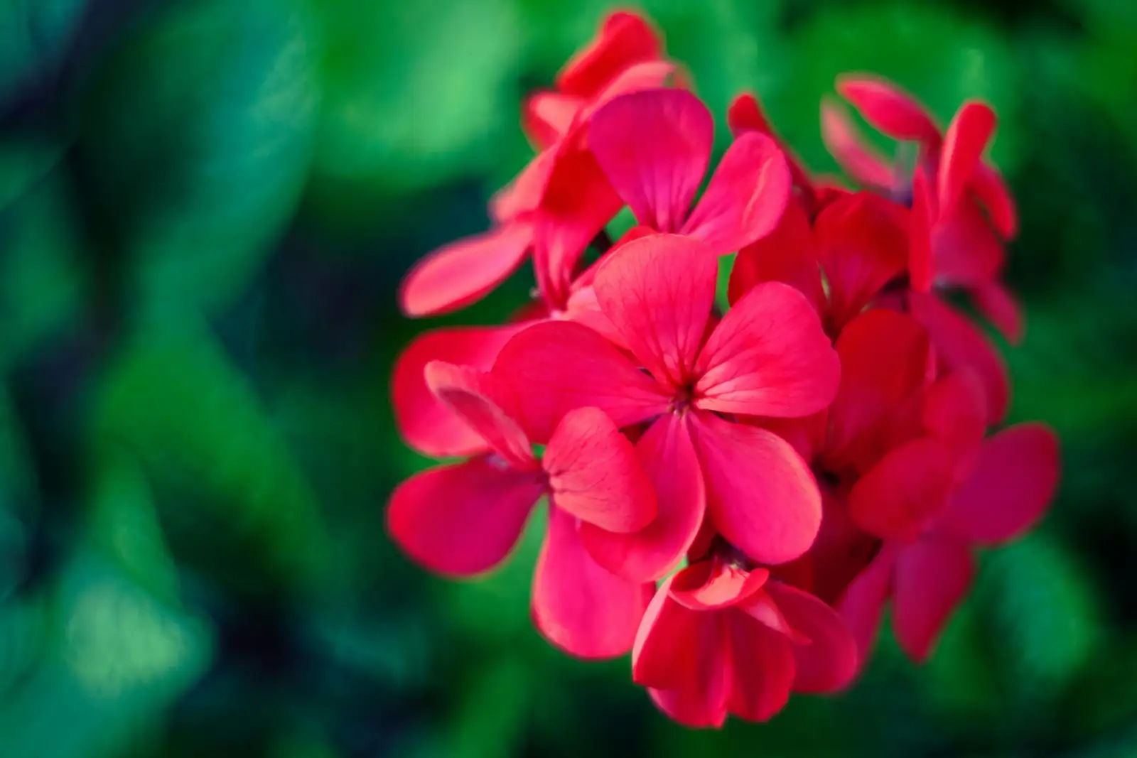 rose geranium red flowers macro