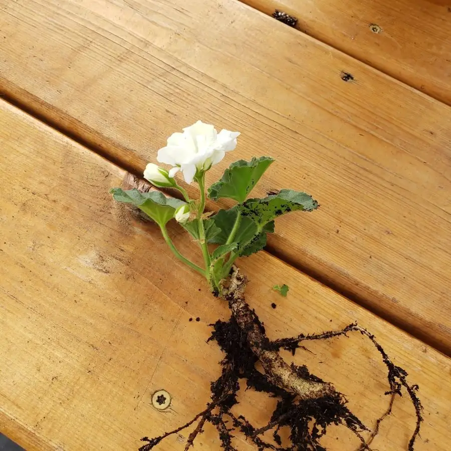 rose geranium cutting white roots close-up
