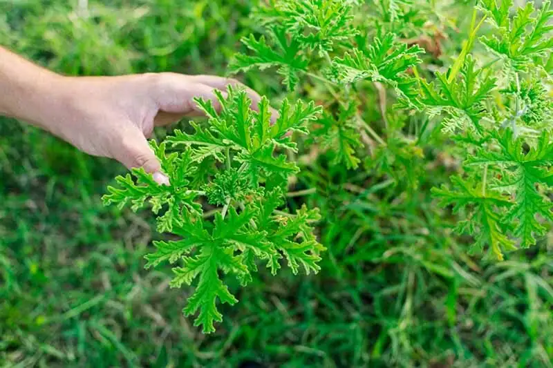 hand rubbing scented geranium leaf