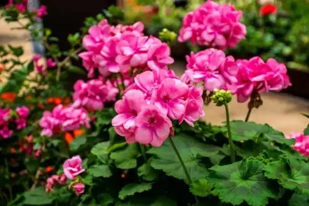 scented geranium windowsill lavender