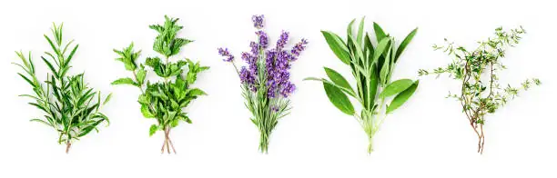 rose geranium rosemary lavender thyme