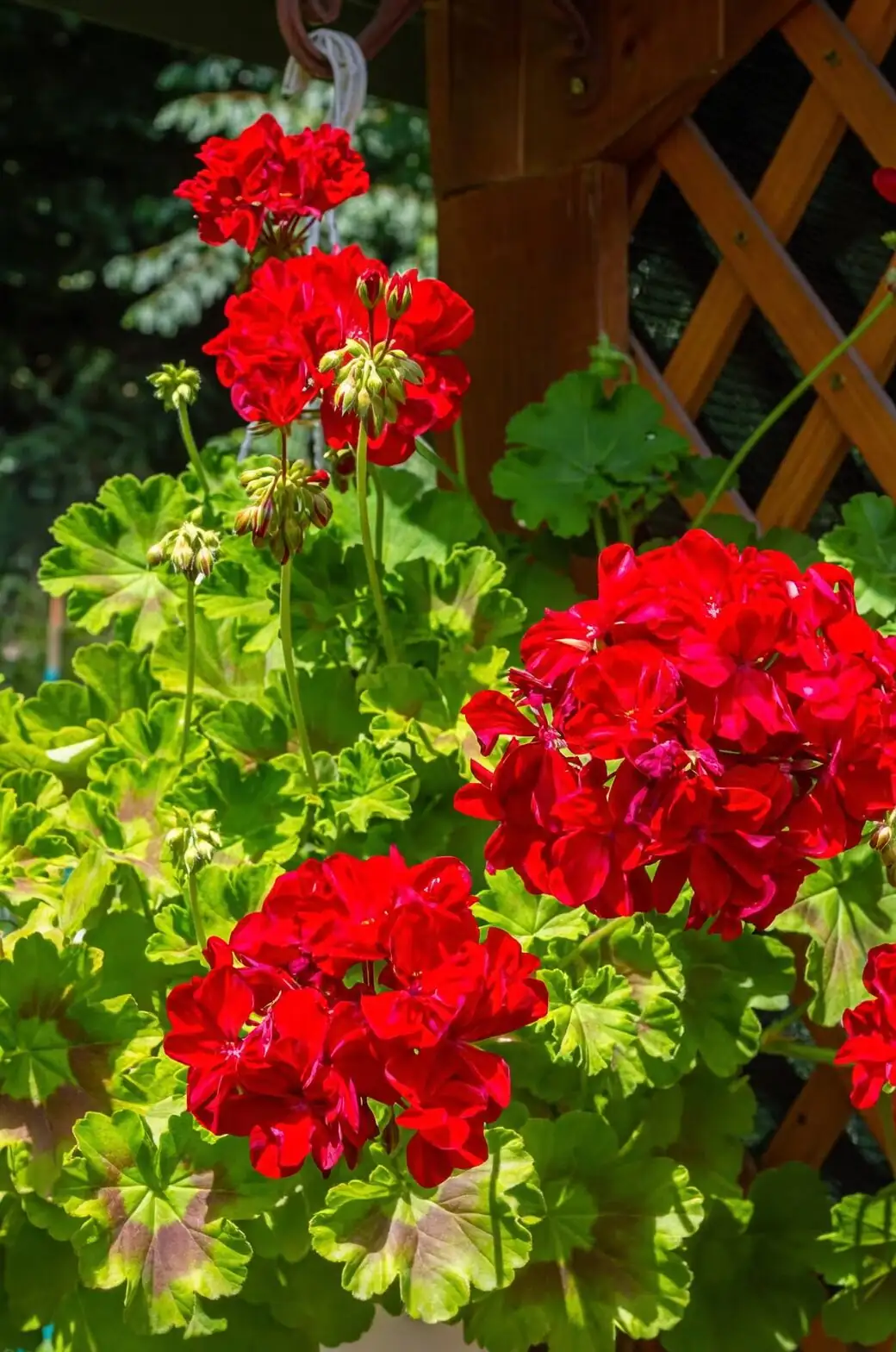 rose geranium watering soil close-up