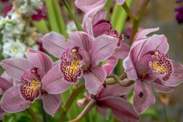 cymbidium orchid flower close-up