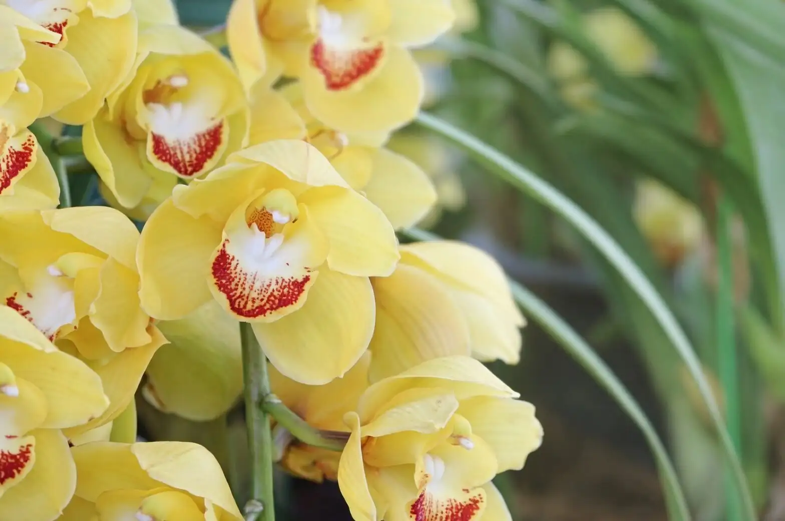 cymbidium orchid fan humidifier
