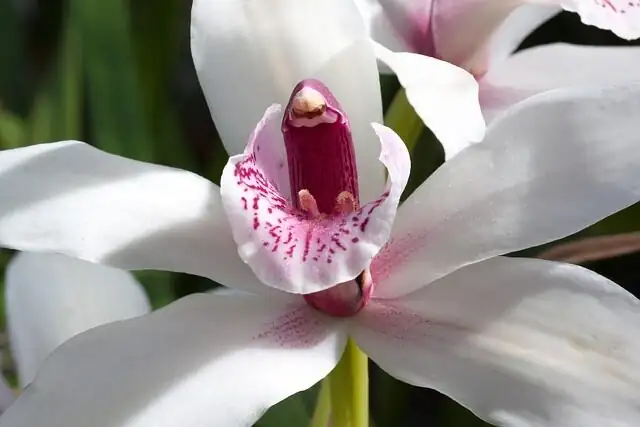 cymbidium orchid watering drainage