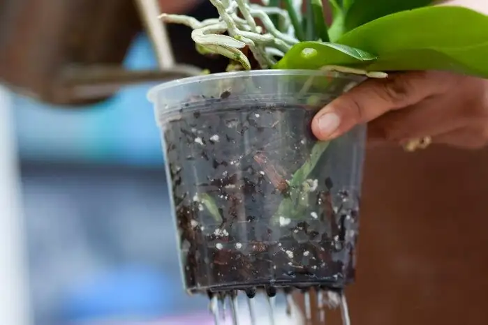 cymbidium orchid watering can
