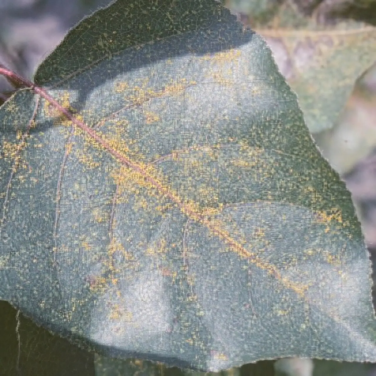 cymbidium rust leaf underside