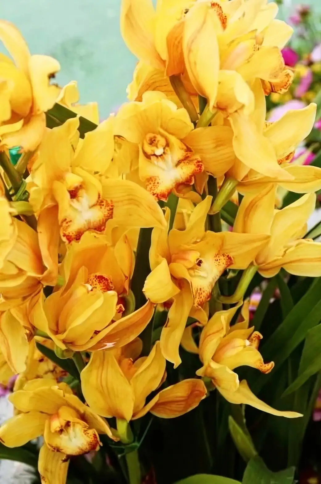 cymbidium scale insects pseudobulb