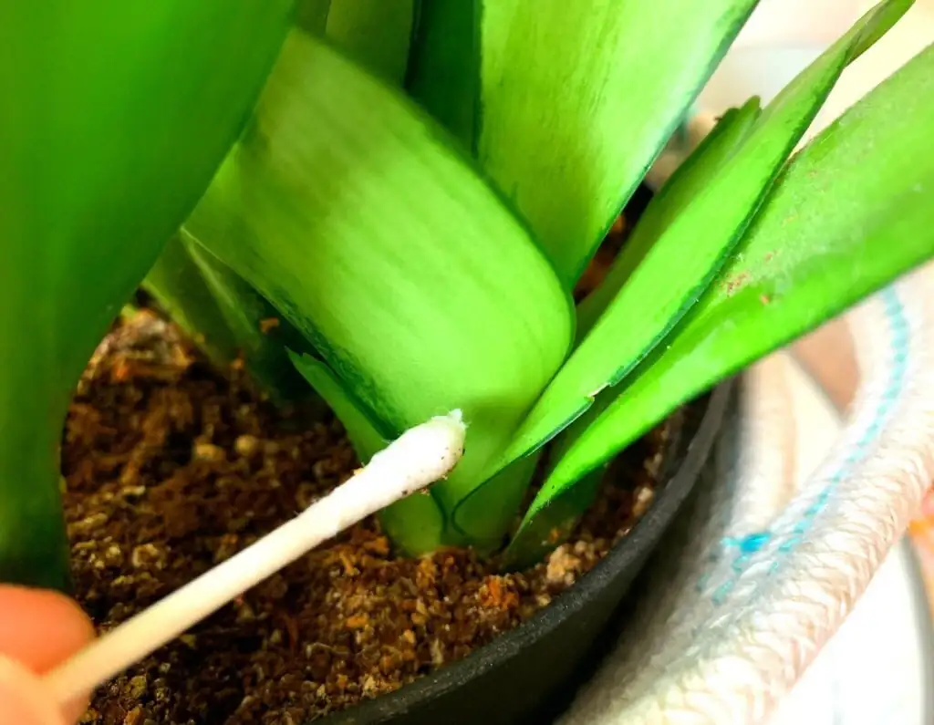 cymbidium leaf cleaning cotton swab
