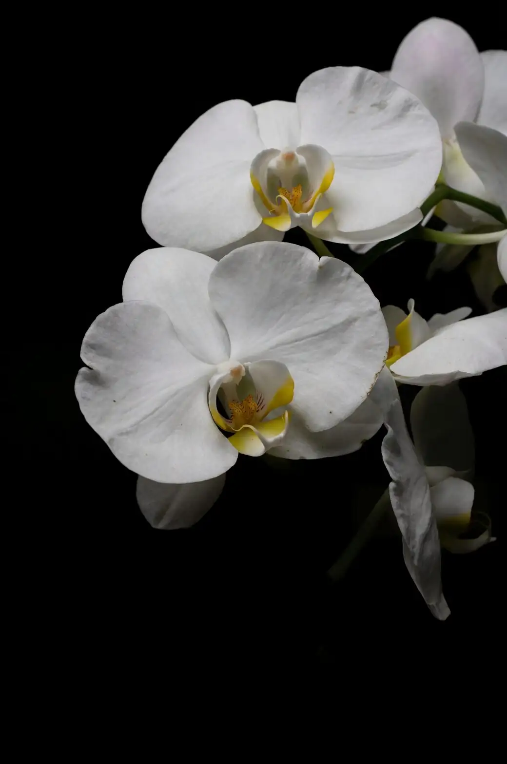 cymbidium varieties upright arching mini