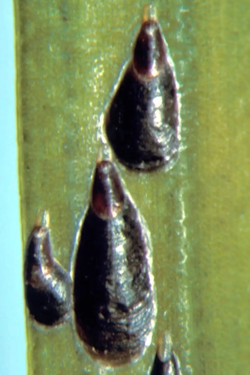 scale insects on cymbidium leaf