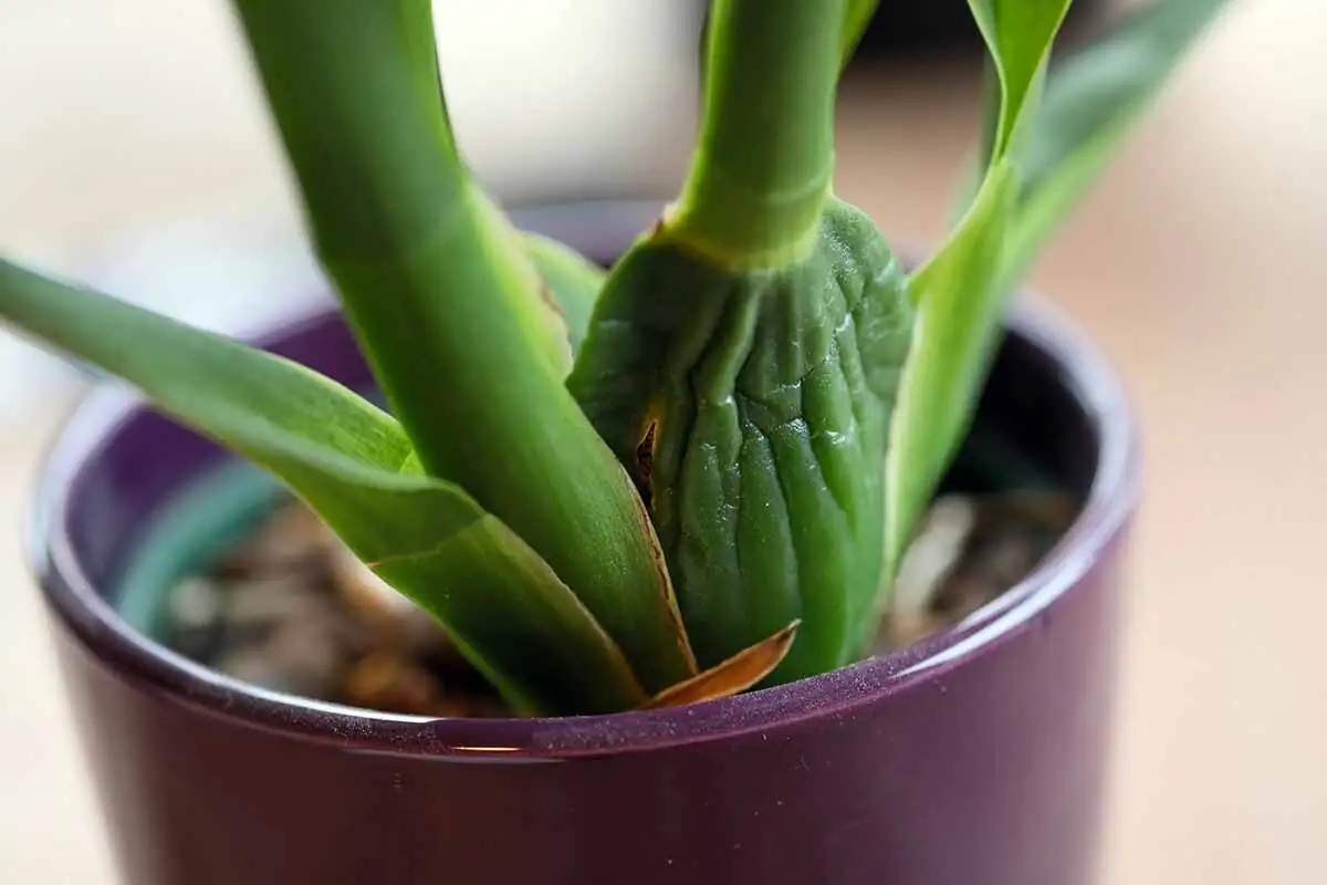 cymbidium spike from pseudobulb close-up