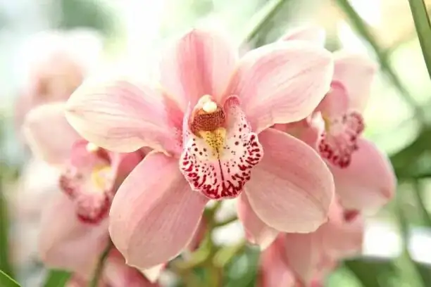 choosing cymbidium orchid at market