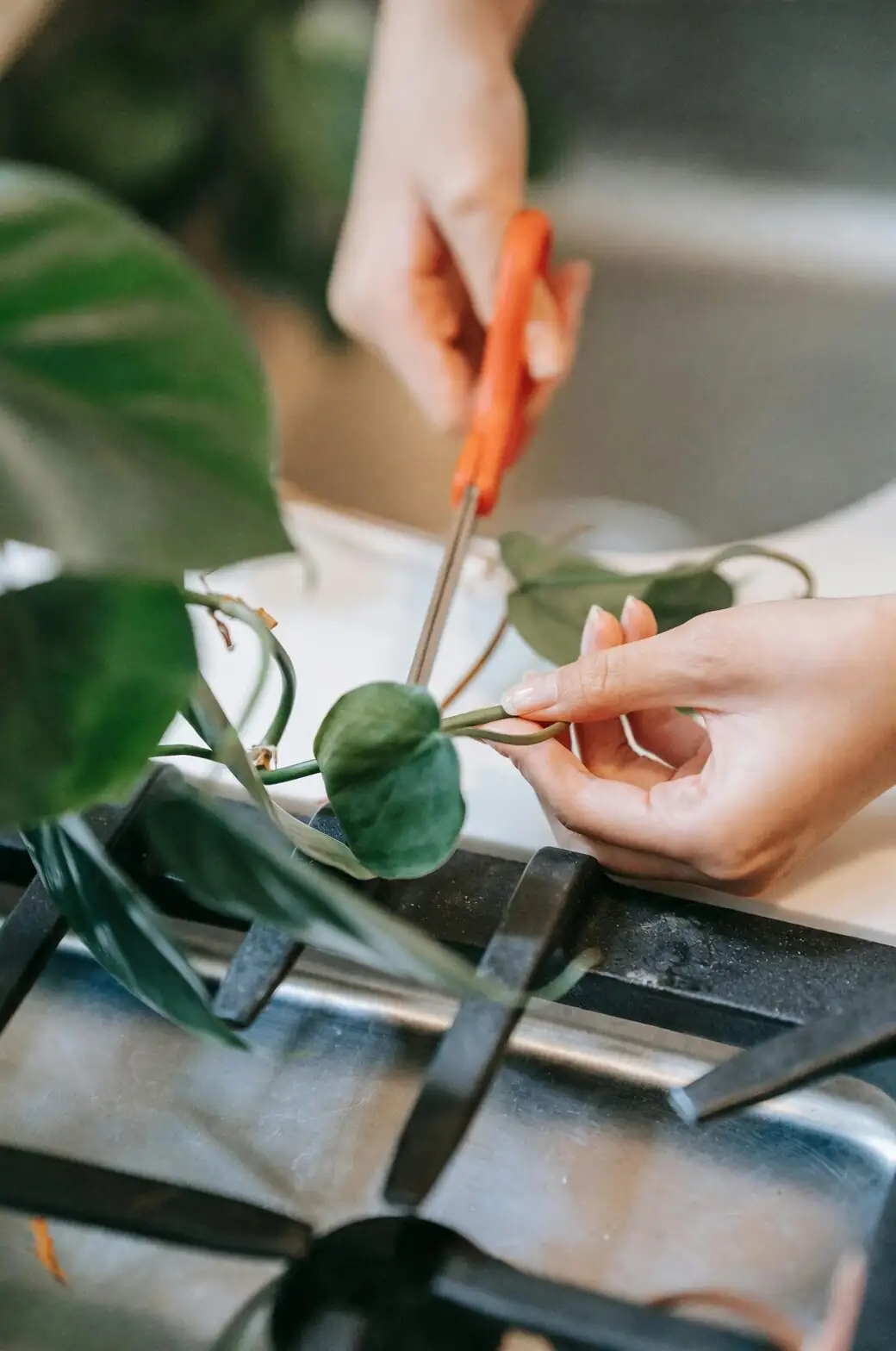 removing weak cymbidium shoot with pruners