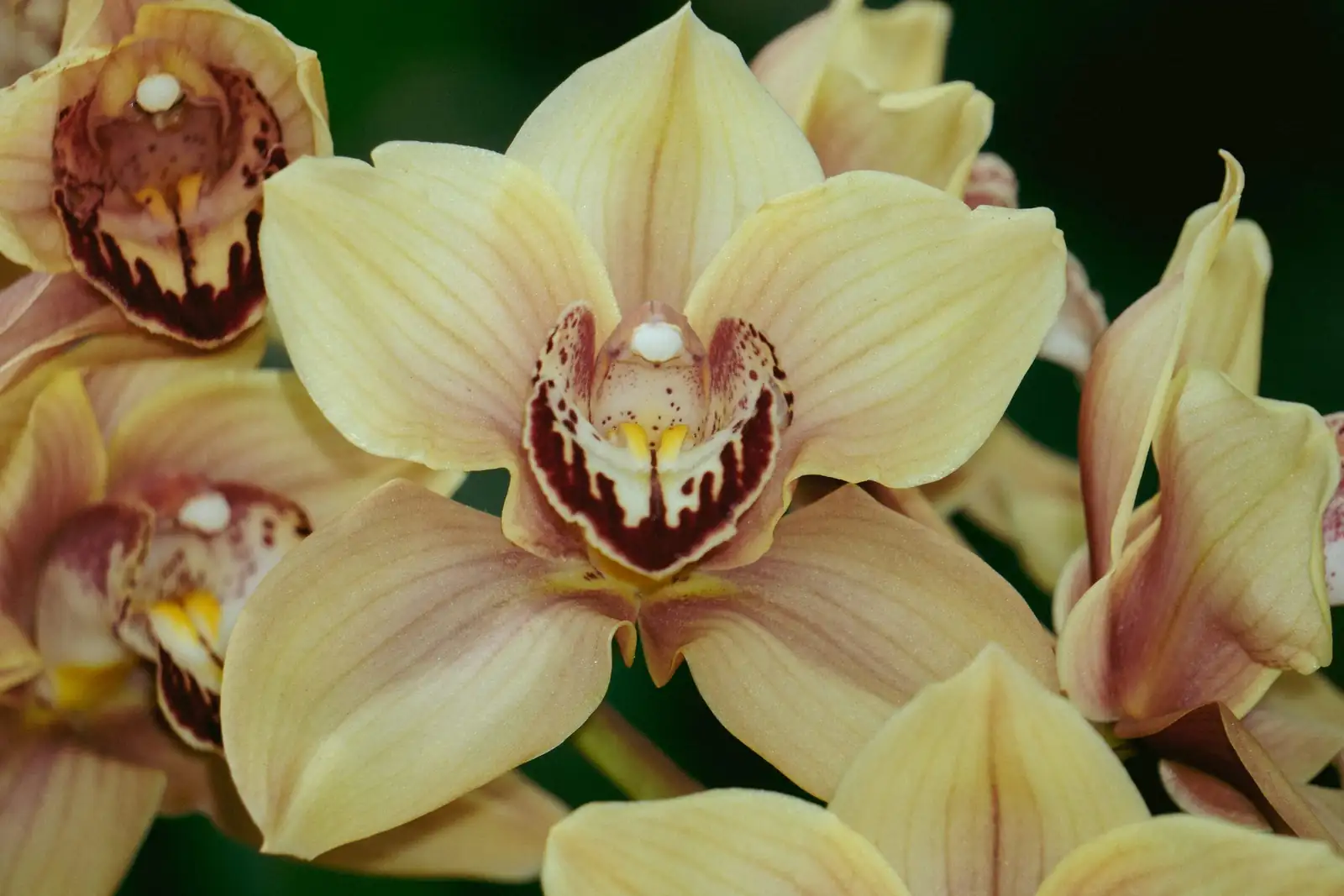 cymbidium flower spike close-up