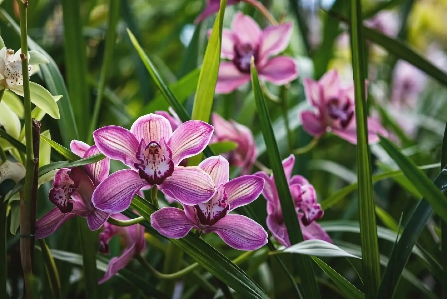cymbidium varieties pink white yellow green