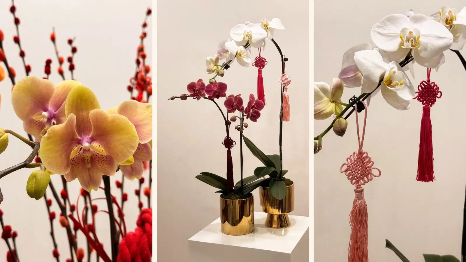 cymbidium Chinese New Year home decor