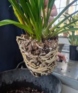 cymbidium orchid rootbound pot